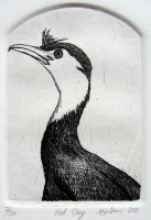 pied-shag