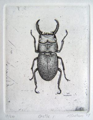 Beetle