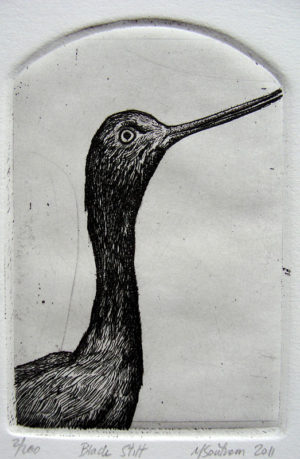 Black Stilt