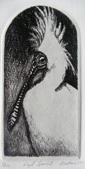 Royal Spoonbill