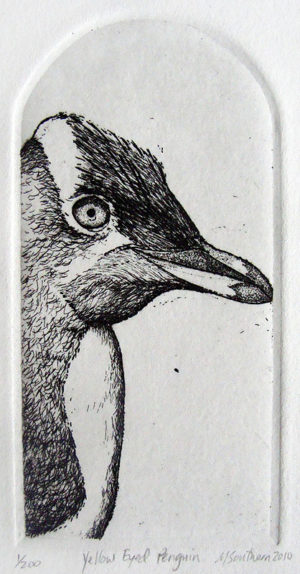 Yellow Eyed Penguin